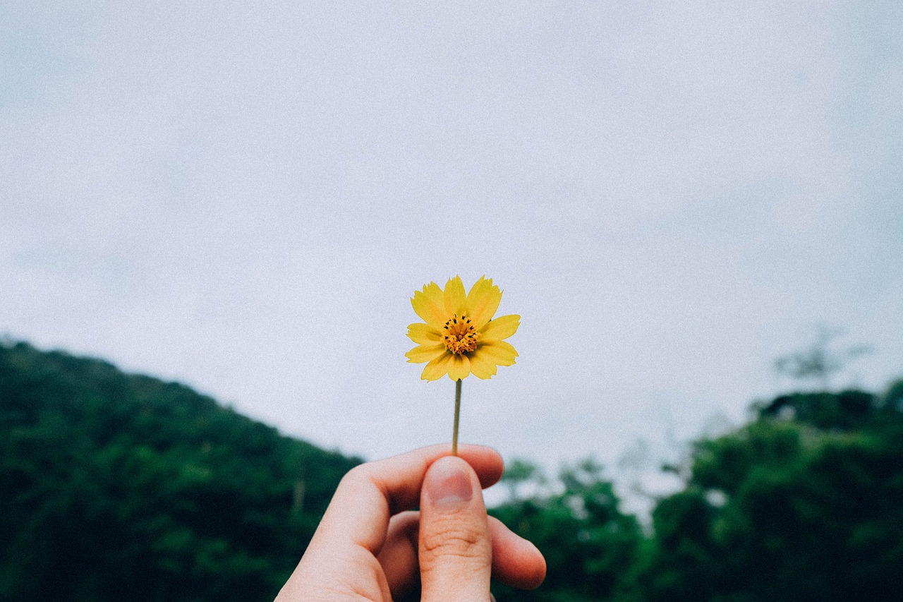 蚕孕妈供卵生的宝宝生长过程简笔画（蚕孕妈供卵生的宝宝生长过程简笔画是一页一页的）